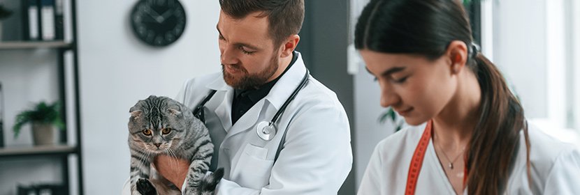 Why Many Veterinary Clinics Don’t See IT Risks Until Something Breaks